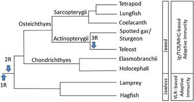 A Comparison of the Innate and Adaptive Immune Systems in Cartilaginous Fish, Ray-Finned Fish, and Lobe-Finned Fish